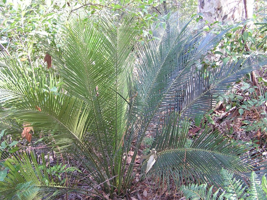 Cycas multipinnata