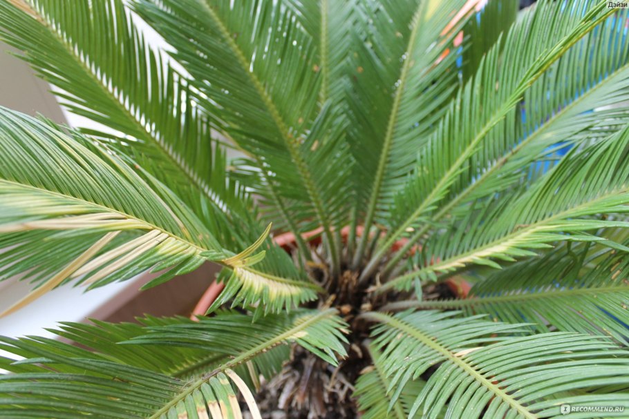 Саговник гребенчатый