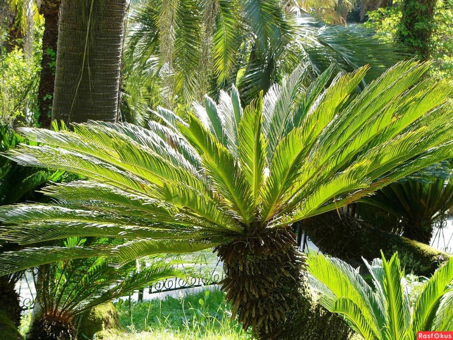 Sago Palm