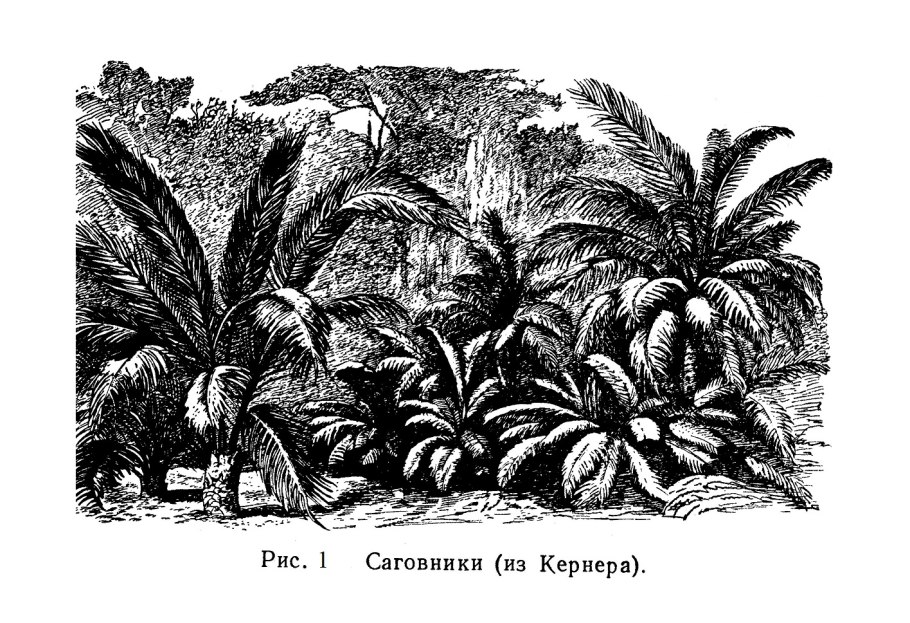 Пальмы в кадках в городе