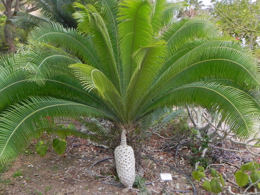 Энцефаляртос Кафрский