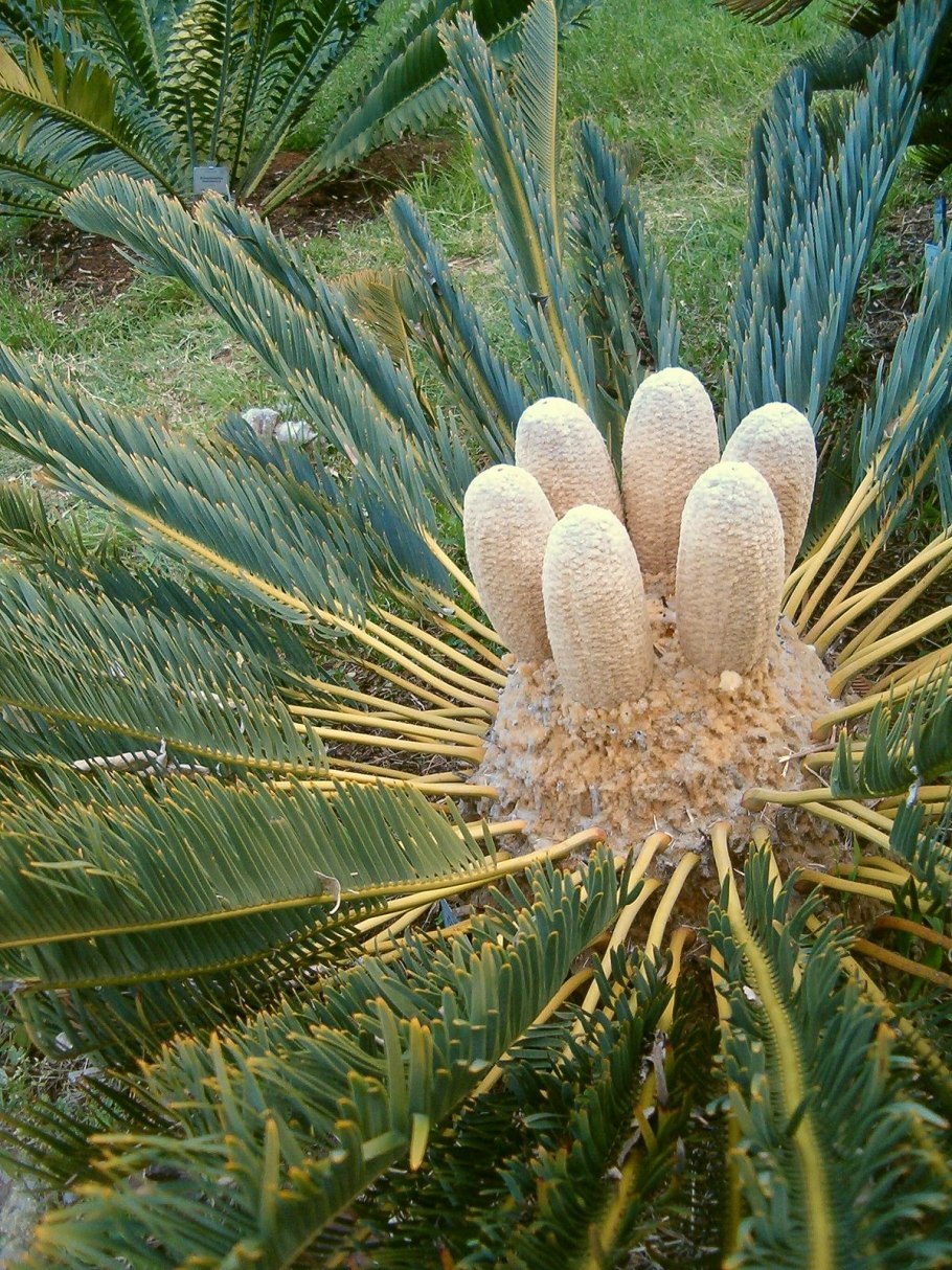 Encephalartos саговник