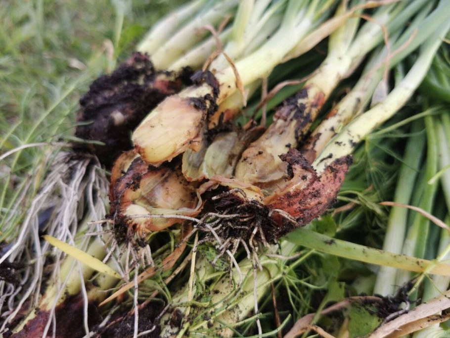 Пролеска желтая