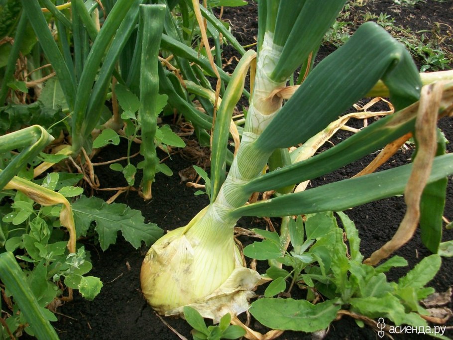 Allium flavum SSP. Minor