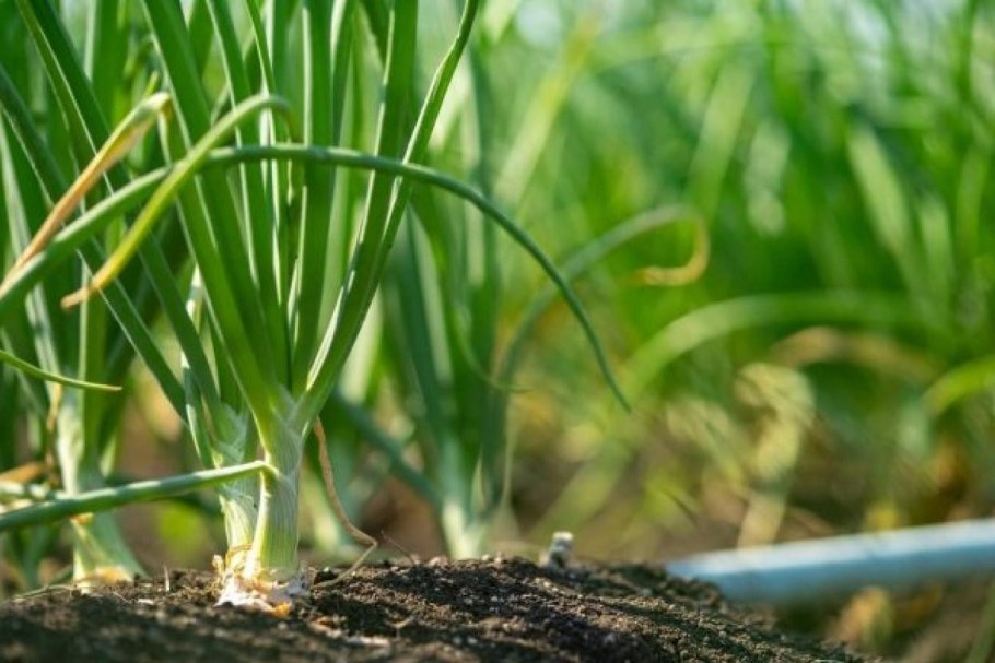 Цветы Лесные желтая звезда