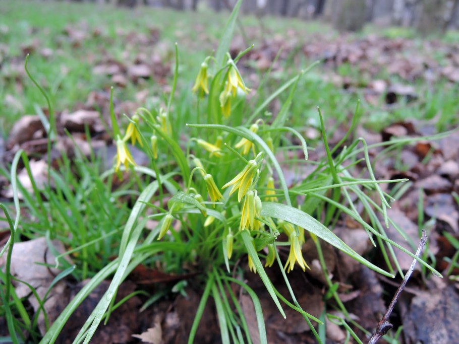 Allium Cepa var. Aggregatum