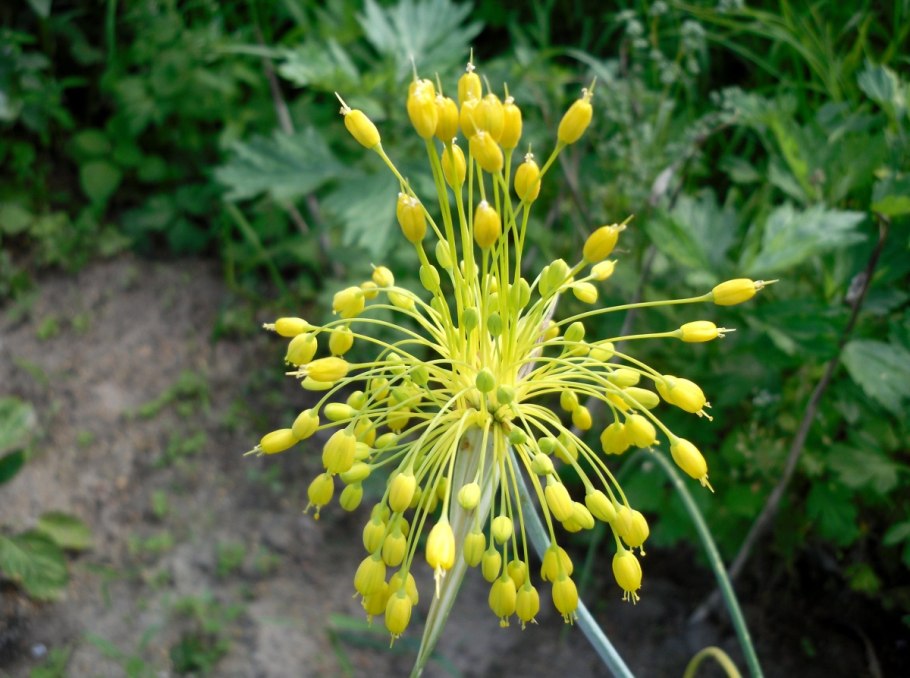 Allium flavum Nanum