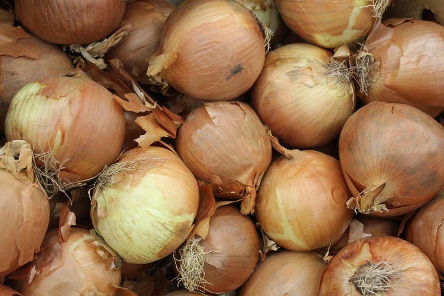 Перо лука желтый