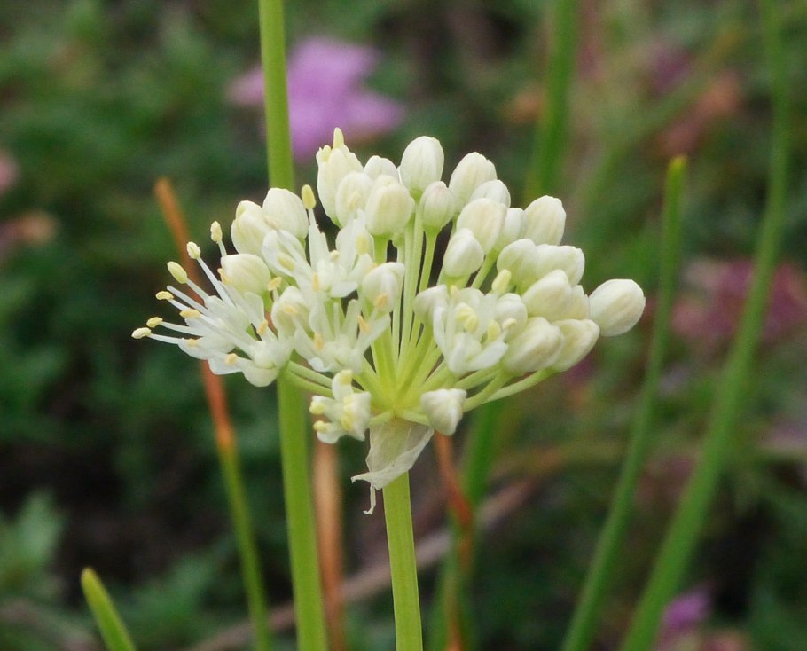 Allium flavescens