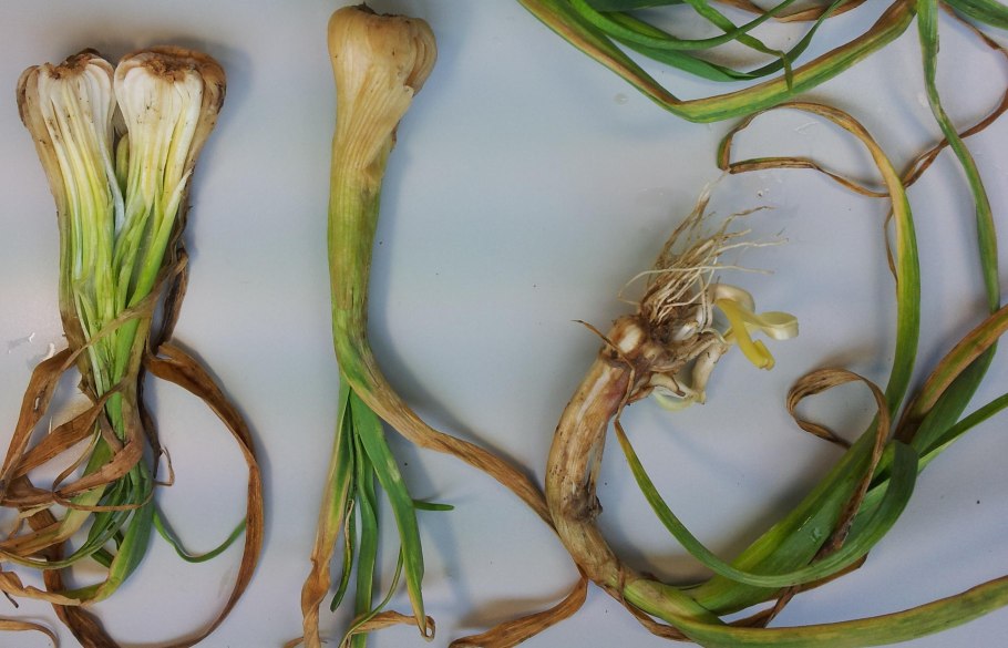 Гусиный лук жёлтый царство