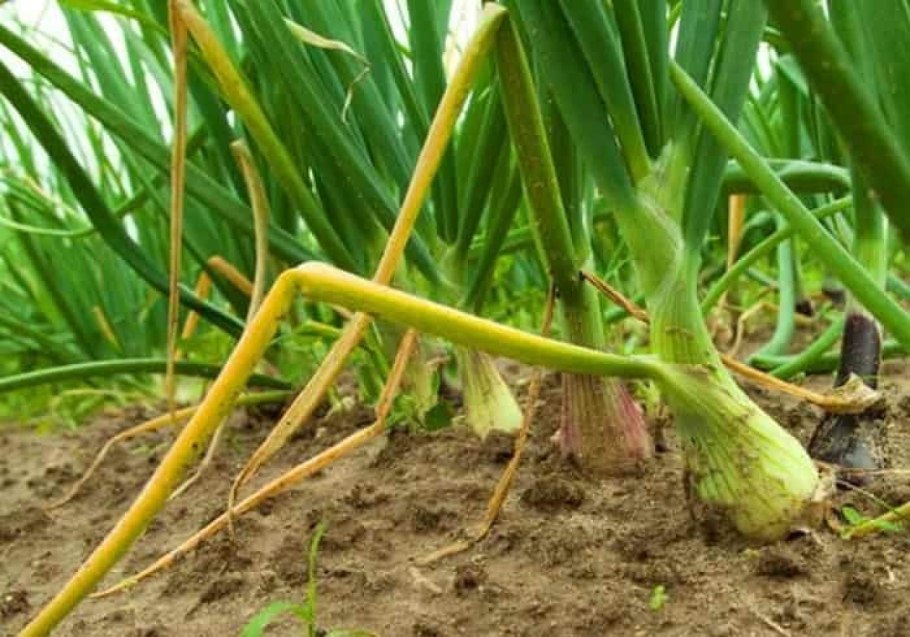 Лук белорусский