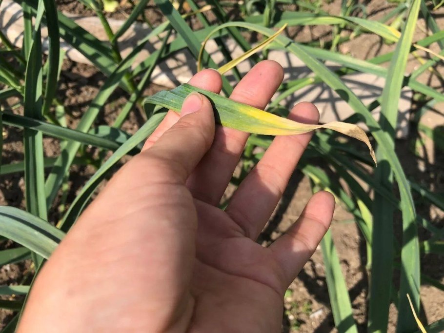 Желтеет лук на грядке