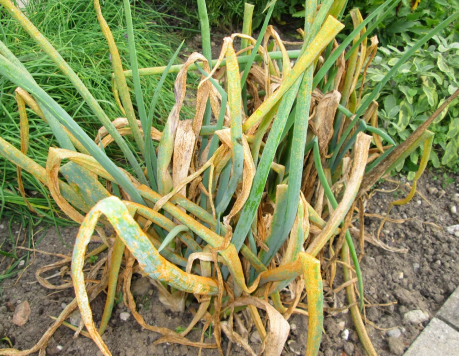 Сорт лука желтый круглый семейный