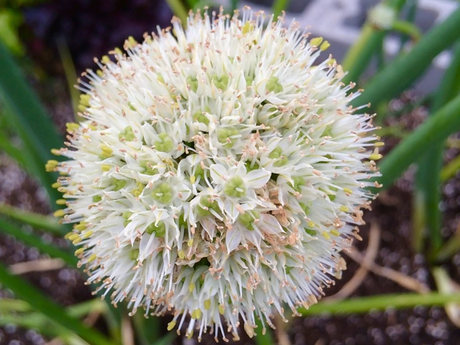 Гибнет лук на грядке что