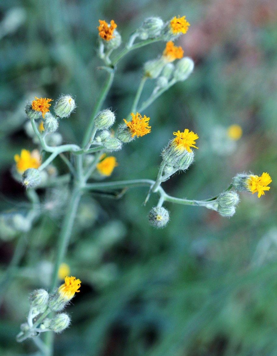 Ястребинка зонтичная