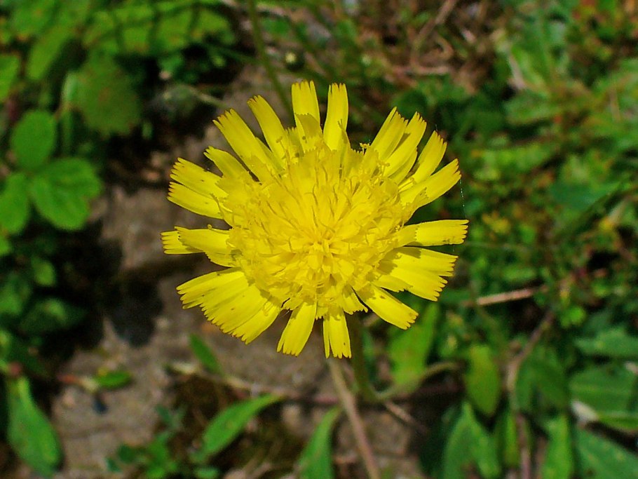 Hieracium купить флористами