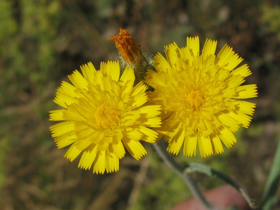 Ястребинка Луговая