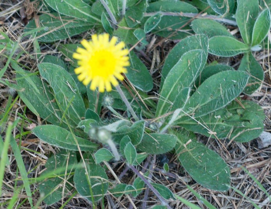 Ястребинка осот