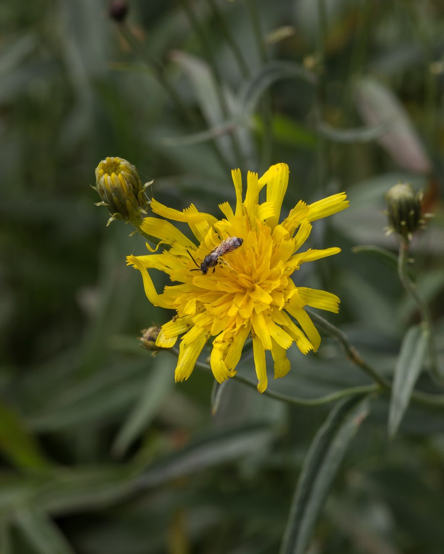 Ястребинка дернистая
