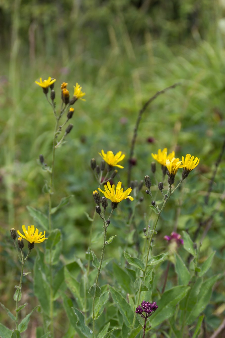 Ястребинка леопардовая