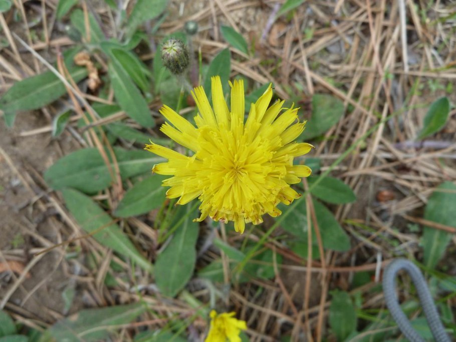 Ястребинка обыкновенная