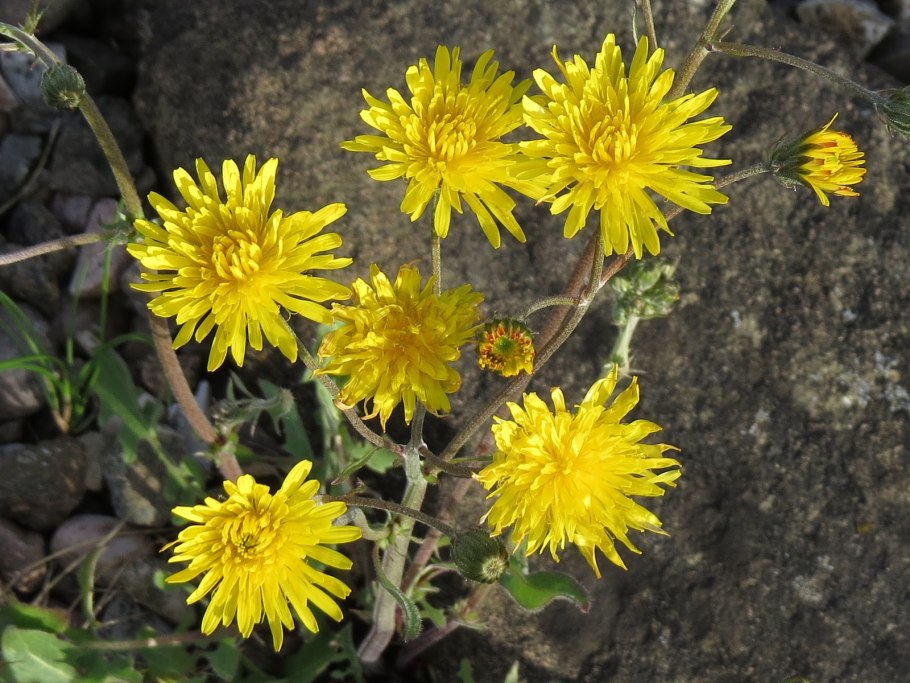 Вешенки Ястребинка волосистая
