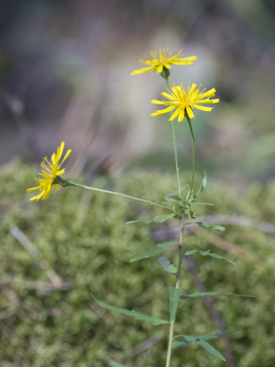 Ястребинка зонтиконосная