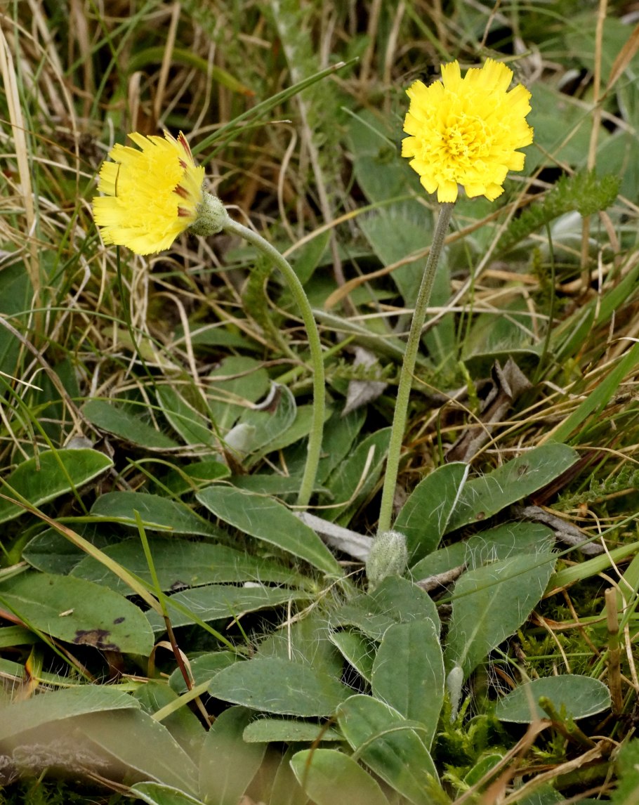 Ястребинка зонтичная Hieracium umbellatum
