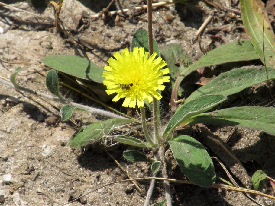 Ястребинка зонтичная