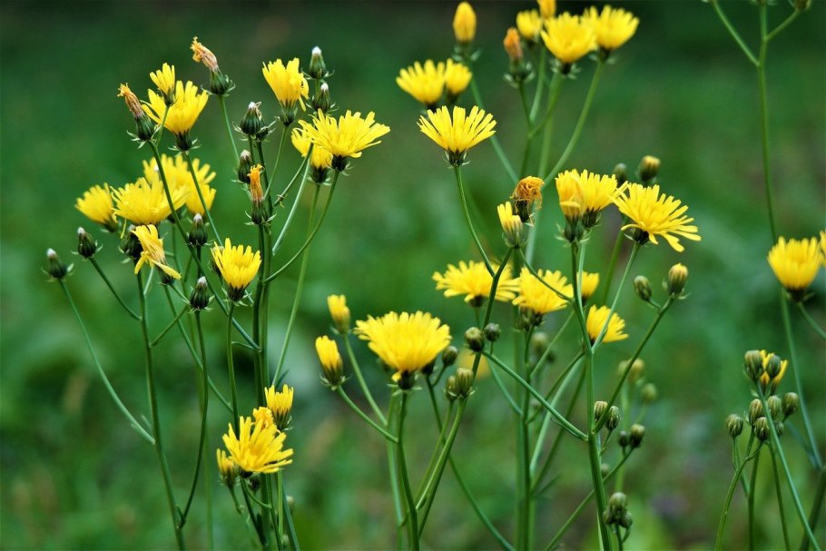 Крым Ястребинка