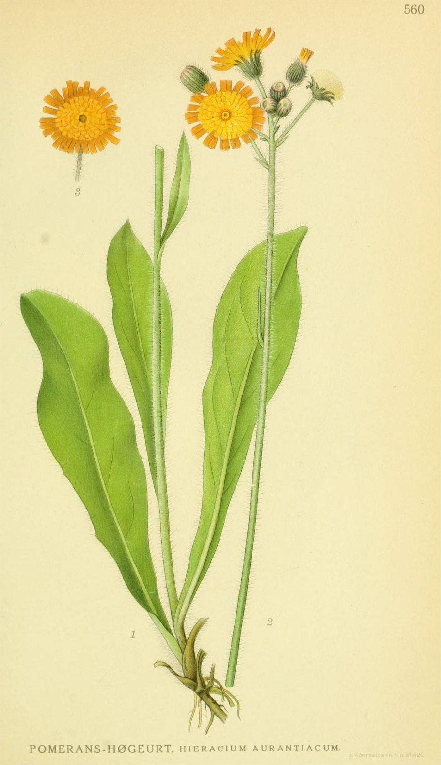Ястребинка мохнатая- Hieracium villosum