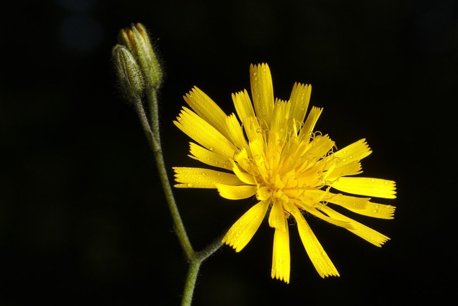 Ястребинка оранжево-красная Hieracium aurantiacum