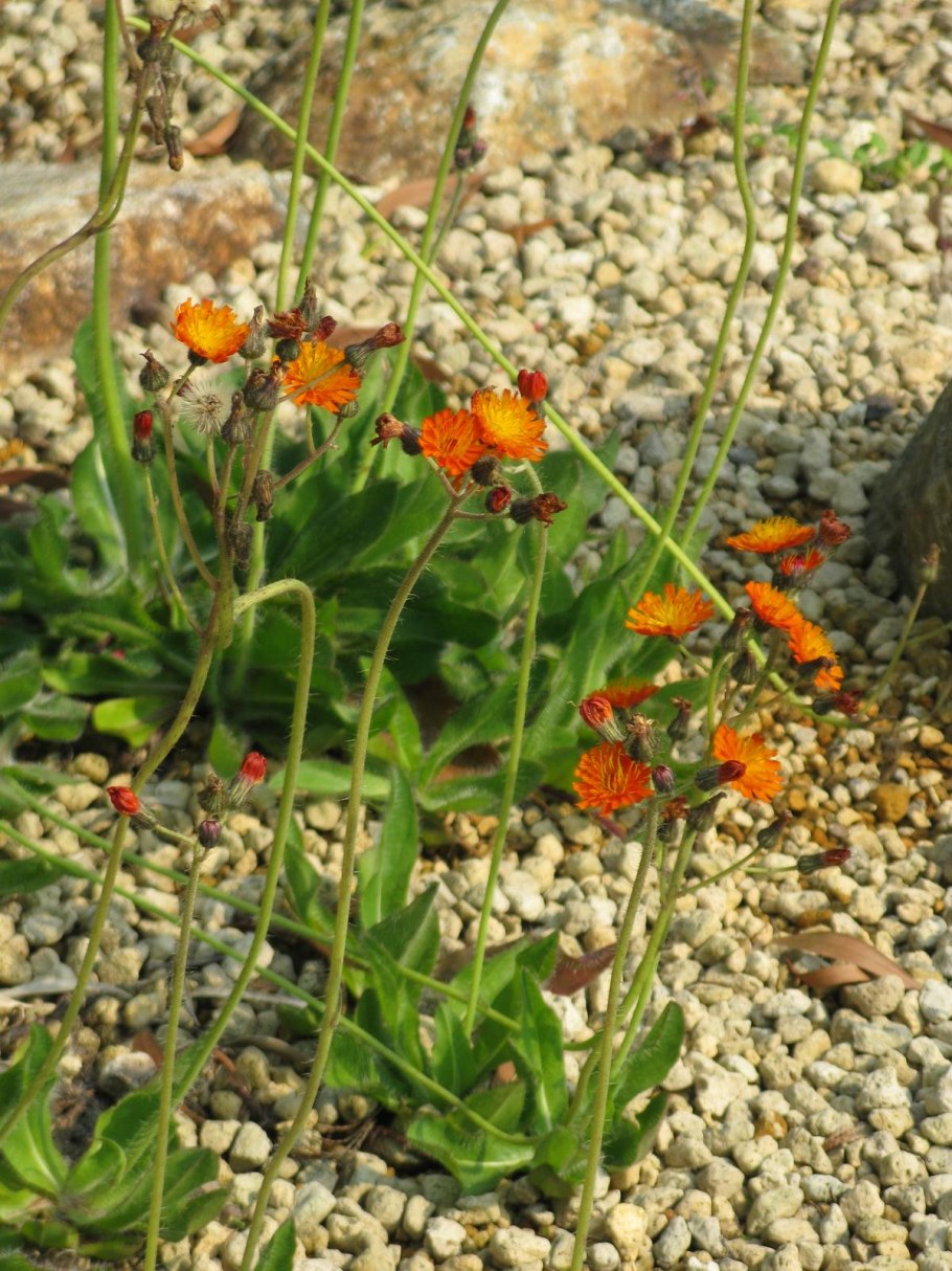 Ястребинка птенец