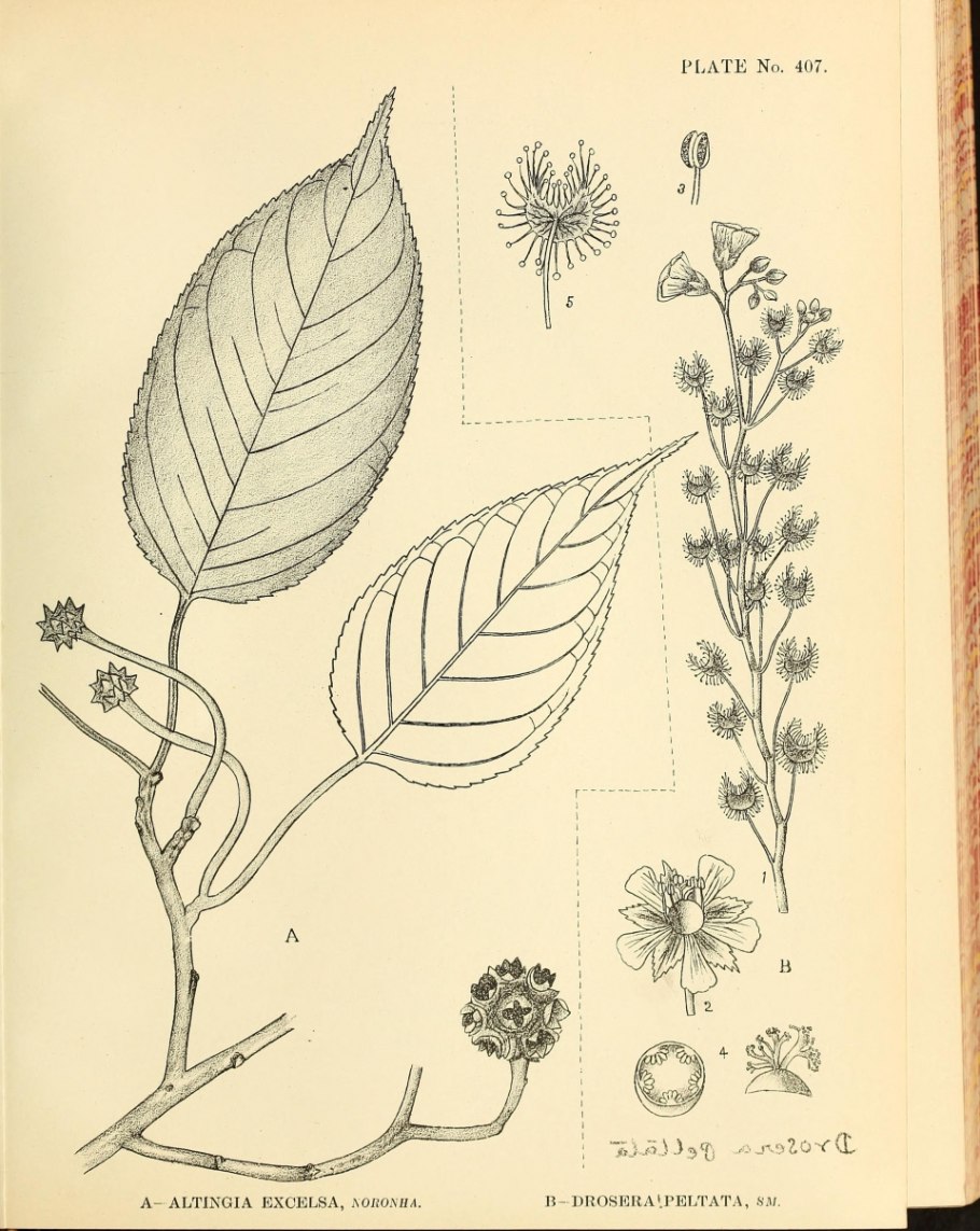 Альтингия высокая-фото+описание