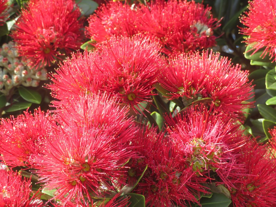 Новогоднее дерево в Австралии