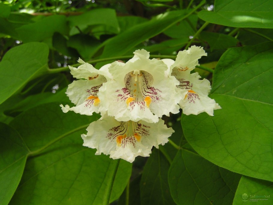 Метросидерос в Австралии