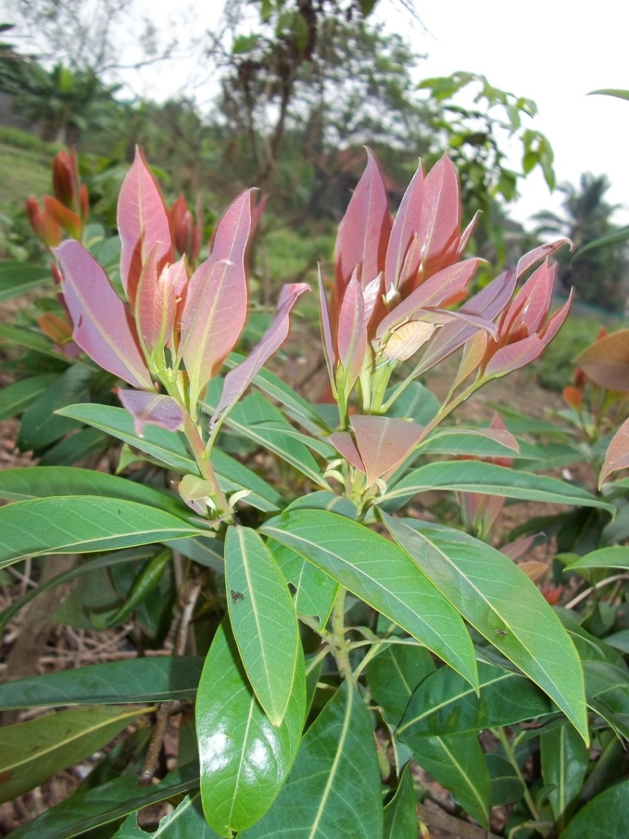 Метросидерос зонтичный