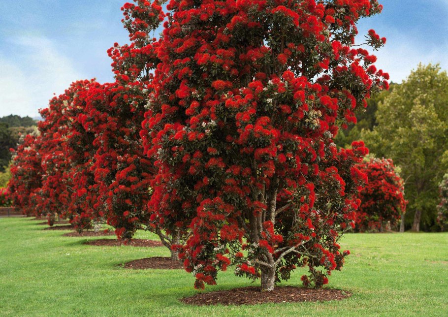 Метросидерос зонтичный