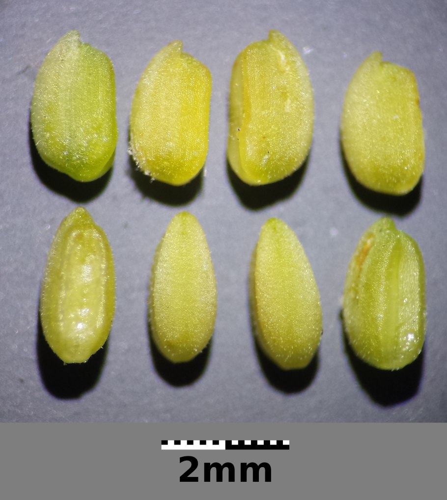 Метросидерос эксельса