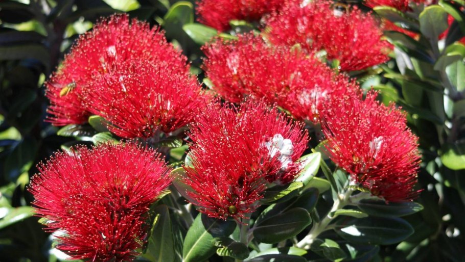 Метросидерос куст