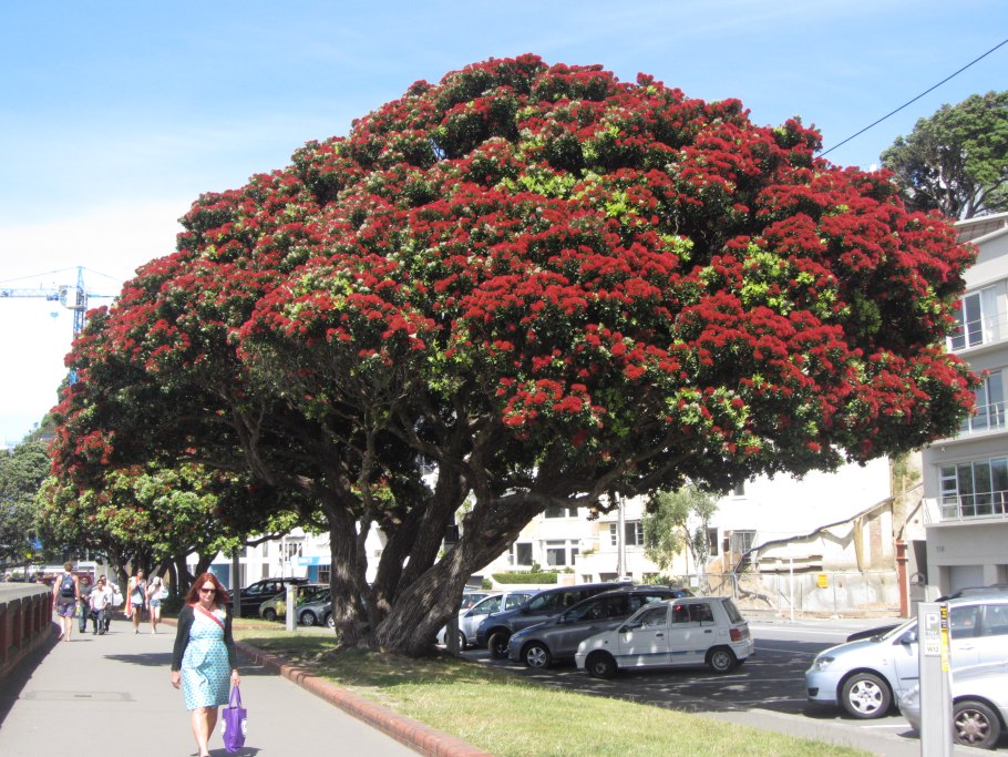 Фото растения Schima superba или схима роскошная