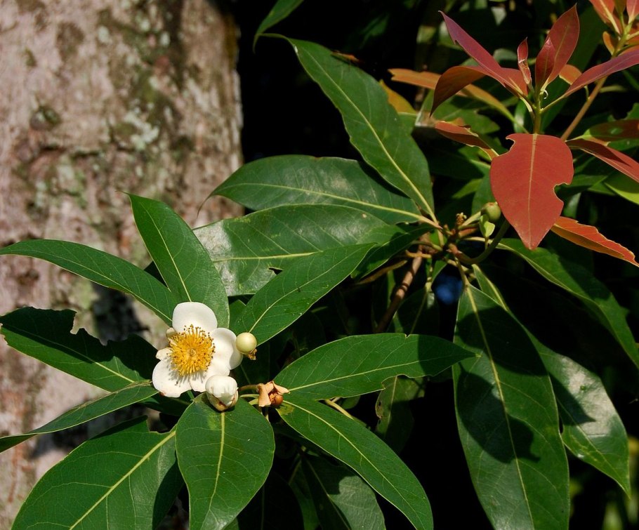 National Flower of New Zealand
