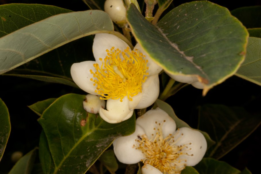 Метросидерос кермадекский