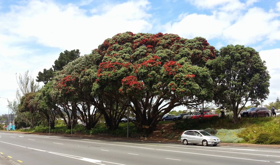 Метросидерос зонтичный