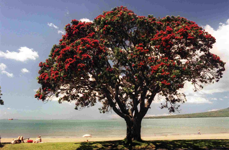 Метросидерос зонтичный