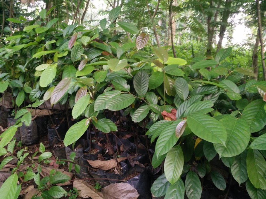 Кратом (mitragyna speciosa)