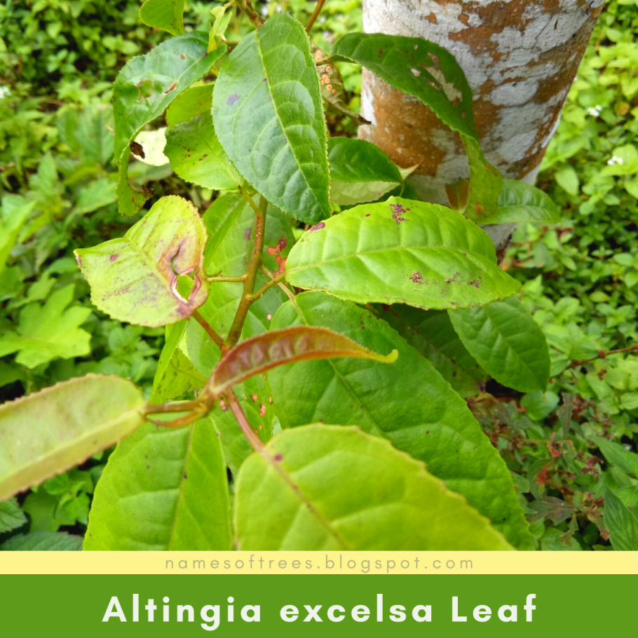 Рисунок лист ликвидамбар карандашом