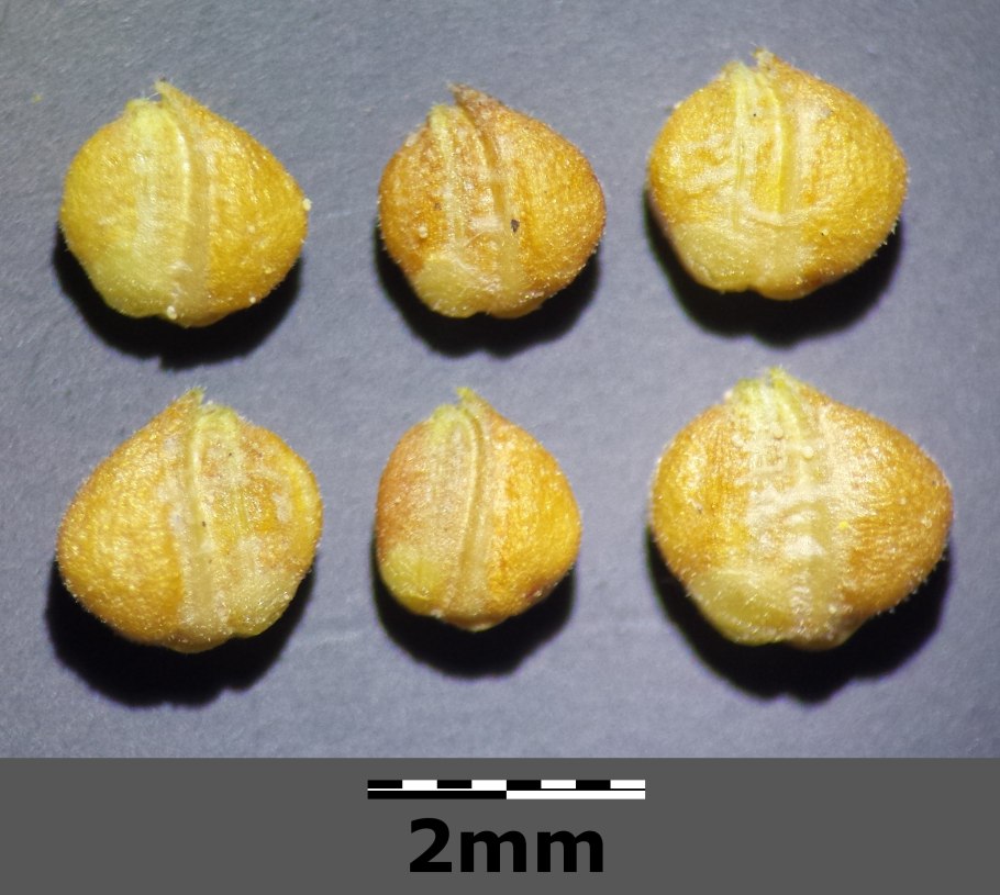 Новогоднее дерево в Австралии