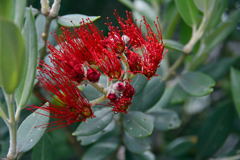 Метросидерос зонтичный