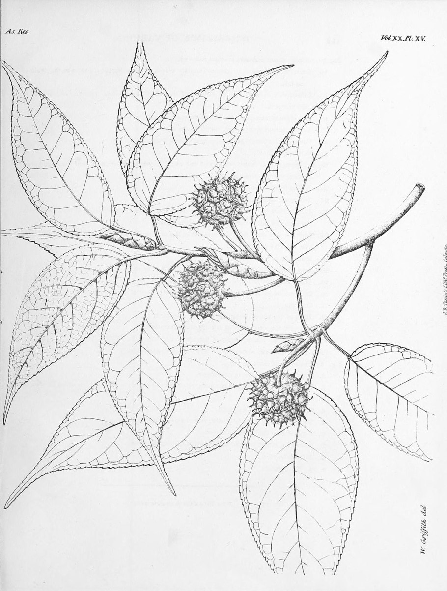 Teilingia wallichii (Jacobs) bourr. - Тейлингия Валлиха